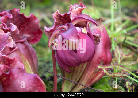 Sydney, Australie, pourpre rosé fleur d'une plante piège Banque D'Images