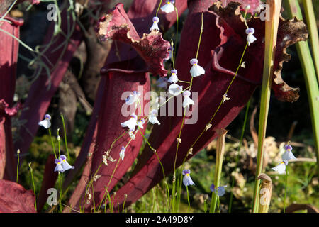 Sydney, Australie, du bordeaux piège sarracénie pourpre avec de délicates fleurs de l'Utricularia bisquamata Banque D'Images