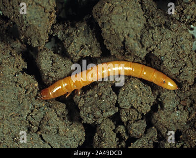 Bordée d'une larve du taupin ou cliquez sur (Agriotes lineatus) une lutte contre les ravageurs du sol qui attaque les racines des plantes Banque D'Images