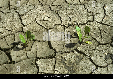 Betterave à sucre des semis de plantes dans le sol après l'engorgement qui a séché et craquelée en surface, Cambridgeshire Banque D'Images