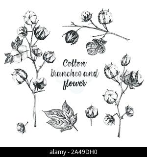 Ensemble de petites branches, fleurs et feuilles d'un plant de coton. Esquisse dessinée à la main illustration botanique. Leur gravure. Illustration noir et blanc. Illustration de Vecteur