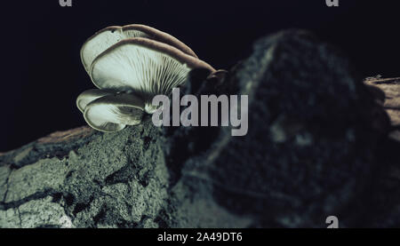 Belle culture des champignons dans le vieux noyer sur fond noir. Banque D'Images