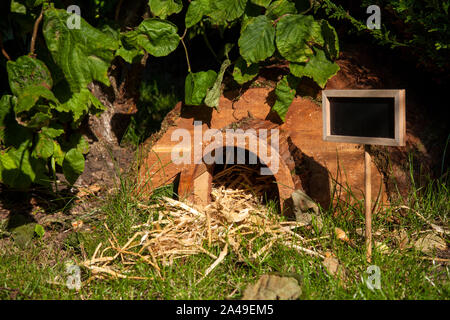 Un hérisson maison dans un jardin au Royaume-Uni. Banque D'Images