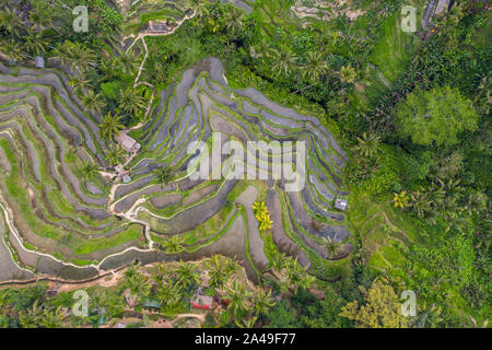 Drone aérien libre de Tegallalang rizières, près d'Ubud à Bali, Indonésie Banque D'Images