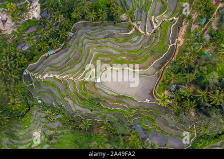 Drone aérien libre de Tegallalang rizières, près d'Ubud à Bali, Indonésie Banque D'Images