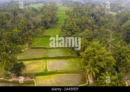 Drone aérien libre de Tegallalang rizières, près d'Ubud à Bali, Indonésie Banque D'Images