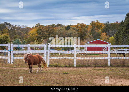 Poney marron avec crinière blonde se tient à côté d'clôture blanche et grange rouge entourée de feuillage d'automne sous le soleil d'après-midi Banque D'Images