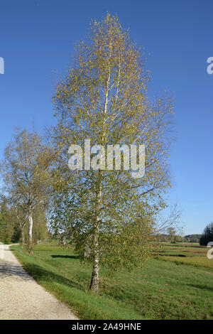 Feuillage coloré d'argent ou de bouleau Betula pendula arbre comme scène d'automne, de l'Asie de l'arrière-plan ou le bouleau blanc bouleau verruqueux sorcière couleur d'automne Banque D'Images