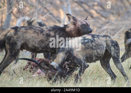 Dogslycaon sauvages africains pictus) avec impala tuer en NP Moremi (Khwai), Botswana Banque D'Images