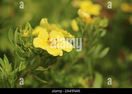 Macro fleur de Dasiphora fruticosa, la potentille frutescente. Banque D'Images