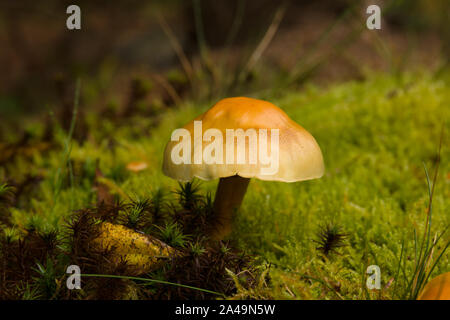 Touffe de soufre nom latin Hypholoma fasciculare la fructification, également connu sous le nom d'un saprophagic Woodlover clusterisé toxiques champignons qui se nourrit de bois pourri Banque D'Images