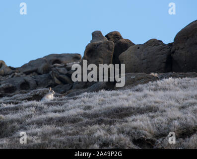 Lièvre variable (Lepus timidus) dans son manteau d'hiver sur les hautes landes du Bleaklow, parc national de Peak District. Banque D'Images