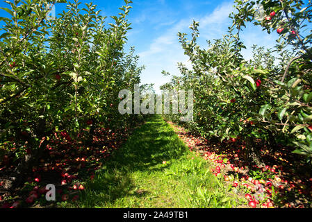 Kent, Royaume-Uni - 15 septembre 2019 : tombé pommes rouges bordent le chemin entre les arbres dans un verger à l'extérieur de Londres à l'automne. Banque D'Images