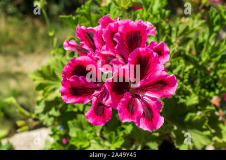 Pelargonium grandiflorum pelargonium à grandes fleurs Banque D'Images