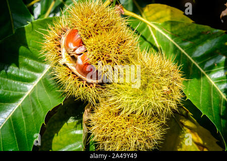 Les cors châtaignier ouvrant sur arbre (Castanea sativa) Banque D'Images