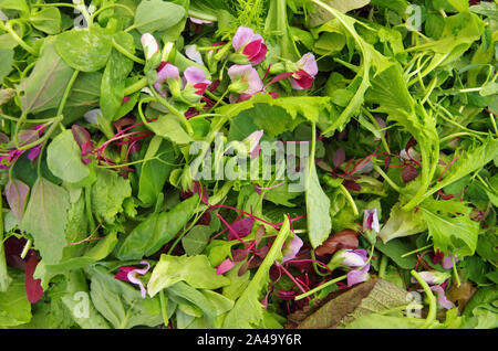 Mesclun de salade champ mixte verts empilés vue rapprochée Banque D'Images