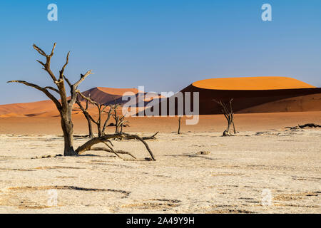 Vieux arbres morts, Deadvlei, Namib-Naukluft National Park, Sesriem, Namibie Banque D'Images