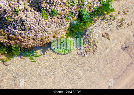 Vert et violet d'anémones de mer dans un bassin de marée du littoral de l'Oregon en Août Banque D'Images