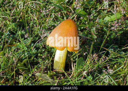 Hygrocybe conica (bouchon de cire conique) est largement répandue dans les prairies et les forêts de conifères dans les hémisphères nord et sud. Banque D'Images