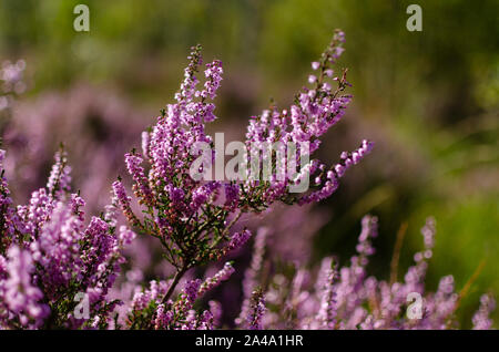 Bruyère commune ( Calluna vulgaris ) dans les Highlands du nord-ouest de l'Ecosse UK Banque D'Images