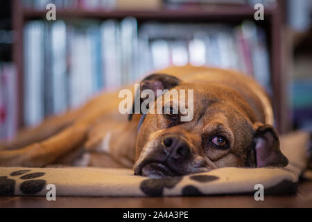 Les anciens Mix Boxer chien reposant sur le lit en face d'étagère Banque D'Images