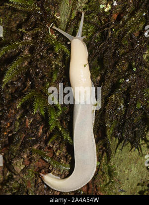 Un jaune très pâle limace banane du Pacifique (Ariolimax columbianus) monte une souche d'arbre moussu sur le sol de la forêt humide dans le nord-ouest du Pacifique Canadien. T Banque D'Images