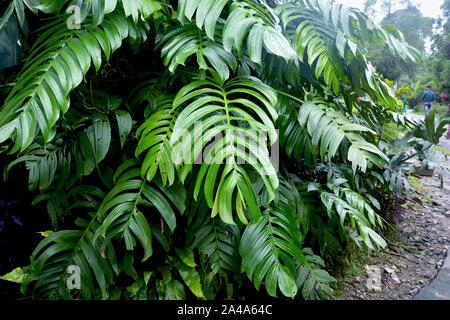 Grandes feuilles vertes de monstera plantes croissant en forme d'coeur ou split-leaf philodendron (Monstera deliciosa) le feuillage tropical plante dans mawlynnong Banque D'Images