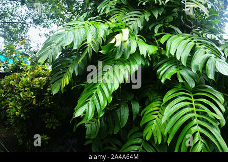 Grandes feuilles vertes de monstera plantes croissant en forme d'coeur ou split-leaf philodendron (Monstera deliciosa) le feuillage tropical plante dans mawlynnong Banque D'Images