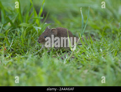Campagnol roussâtre (Clethrionomys glareolus) movnig par de l'herbe, jardin à Dumfries and Galloway, Scotland SW Banque D'Images