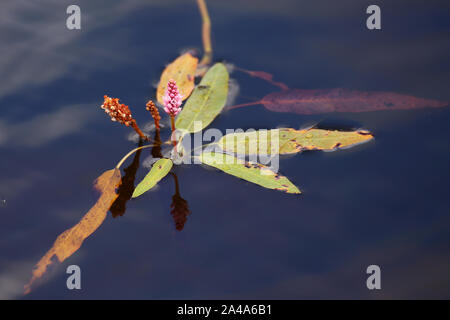 Longroot (renouée Persicaria amphibia) croissant dans l'eau. Banque D'Images