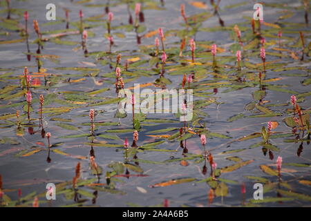 Longroot (renouée Persicaria amphibia) croissant dans l'eau. Banque D'Images