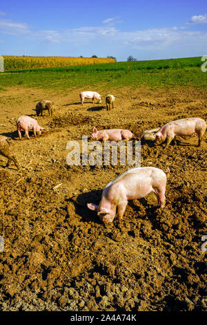 Groupe de professionnels des porcs dans un champ. Canton Bâle, Suisse. Banque D'Images