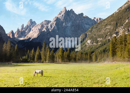 Tôt le matin, paysage montagneux avec lonely White Horse, le pâturage sur green farm field. Cheval domestique animal sur pâturage dans Horse Ranch Banque D'Images