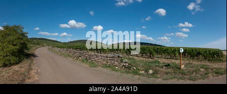 Vignes, Côte de Beaune, bourgogne, france. Banque D'Images