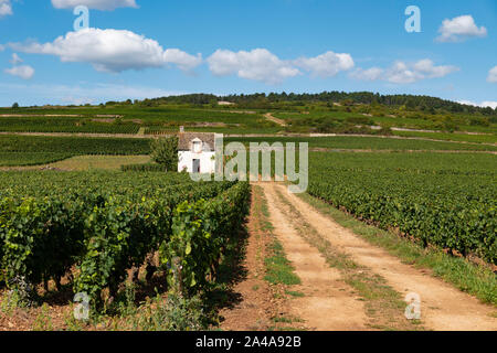 Vignes, Côte de Beaune, bourgogne, france. Banque D'Images