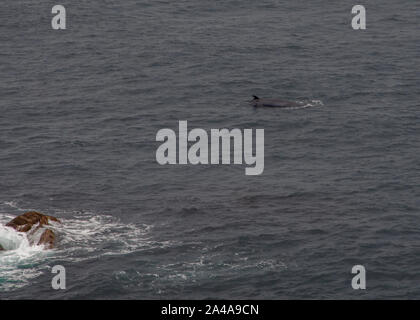 Le petit rorqual (Balaenoptera acutorostrata) à la surface près de la côte, Lamba Ness, Unst, Shetland, Scotland Banque D'Images