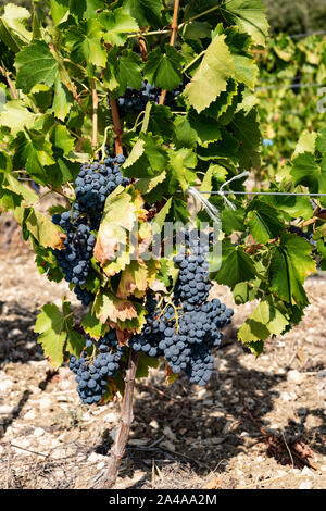 Les raisins rouges sur la vigne en Côte de Ventoux, près de Bedoin, Provence, France. Banque D'Images