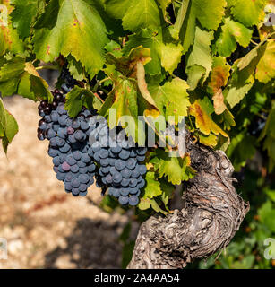 Les raisins rouges sur la vigne, côte de Ventoux, Bedoin, France Banque D'Images
