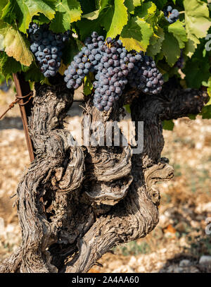 Les raisins rouges sur la vigne, côte de Ventoux, Bedoin, France Banque D'Images