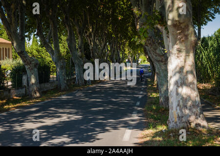 La descente cycliste une avenue bordée d'arbres à Fontvieille, Provence, France. Banque D'Images