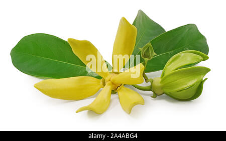 Fleur de Magnolia champaca isolé sur fond blanc Banque D'Images