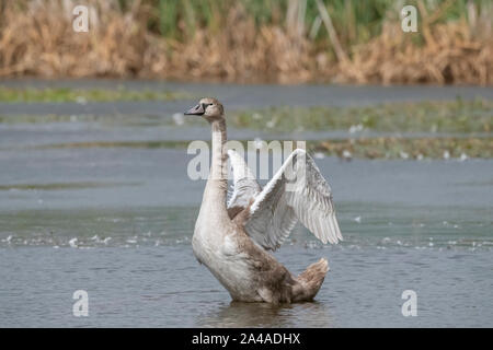 Cygne tuberculé Cygnus olor, juvénile, l'affichage sur un étang en Ecosse, Royaume-Uni, dans le printemps, Close up, avec des roseaux dans l'arrière-plan Banque D'Images