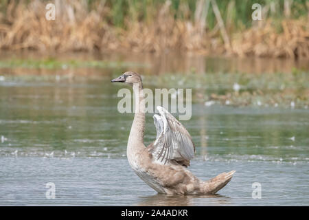 Cygne tuberculé Cygnus olor, juvénile, l'affichage sur un étang en Ecosse, Royaume-Uni, dans le printemps, Close up, avec des roseaux dans l'arrière-plan Banque D'Images