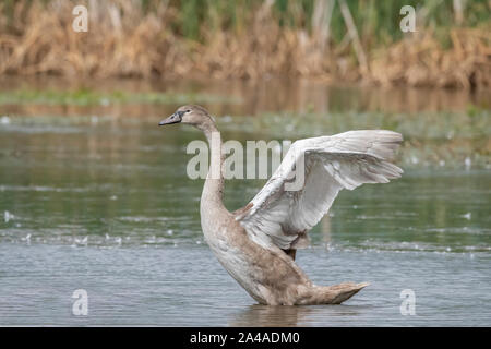 Cygne tuberculé Cygnus olor, juvénile, l'affichage sur un étang en Ecosse, Royaume-Uni, dans le printemps, Close up, avec des roseaux dans l'arrière-plan Banque D'Images