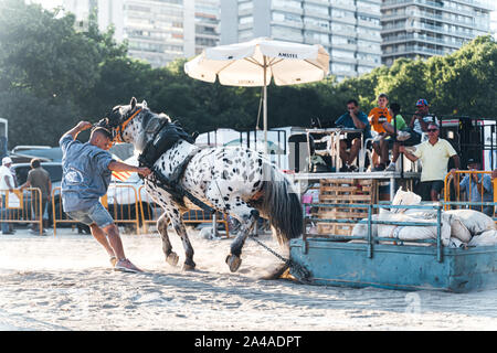 Valence, Espagne - septembre 14,2019 : concours cheval tirant. L'extraction est un projet de concours de chevaux où les chevaux dans le faisceau,tirer un els pondérée Banque D'Images