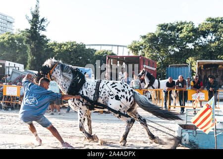 Valence, Espagne - septembre 14,2019 : concours cheval tirant. L'extraction est un projet de concours de chevaux où les chevaux dans le faisceau,tirer un els pondérée Banque D'Images