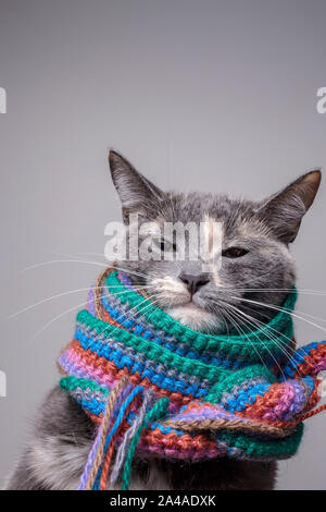 Petit Chat sérieux préparé pour l'hiver et enveloppé dans une écharpe tricotée en laine, sur un fond gris. Close-up. Banque D'Images