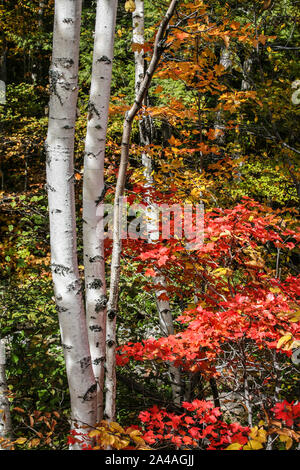 Bouleau blanc, forêt nationale de White Mountain, New Hampshire, New England Trees USA, US coloré arbres d'automne pt, feuilles d'automne, inspiration Banque D'Images