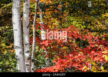 Arbres d'automne colorés feuilles et bouleaux blancs, la forêt nationale de White Mountain, New Hampshire, New England arbres US, feuilles d'automne colorées Banque D'Images