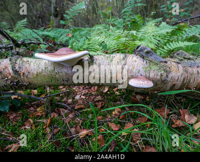 Close up of birch champignon, Fomitopsis betulina, croissant sur les bouleaux tombés morts en automne journal woodland, Ecosse, Royaume-Uni Banque D'Images